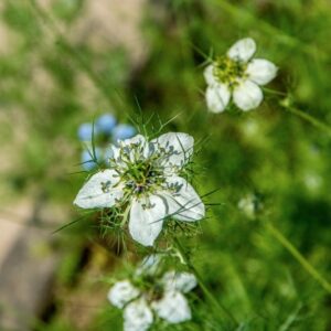 NIGELLA DAMASCENA, L, RANUNCOLACEAE, REGIONI MEDITERRANEE - 1462