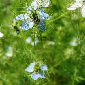 NIGELLA DAMASCENA, L, RANUNCOLACEAE, REGIONI MEDITERRANEE - 1466