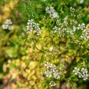 CORIANDRUM SATIVUM, L, APIACEAE, REGIONI MEDITERRANEE - 1468