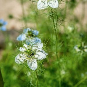 NIGELLA DAMASCENA, L, RANUNCOLACEAE, REGIONI MEDITERRANEE - 1464