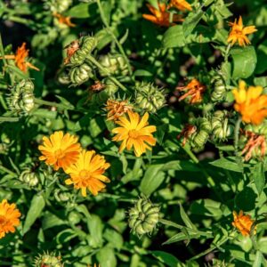 CALENDULA OFFICINALIS, L, ASTERACEAE, EUROPA MERIDIONALE - 1472