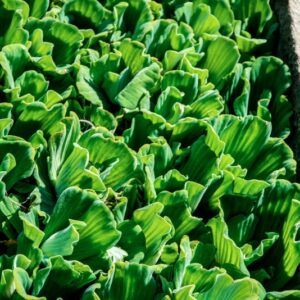 PISTIA STRATIOTES, L, REGIONI TROPICALI, ARACEAE - 1474