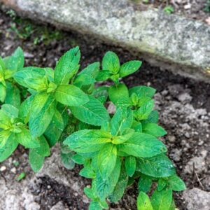 MENTHA X DALMATICA, TAUSCH, LAMIACEAE, EUROPA - 1470
