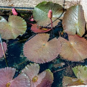 NYMPHEA RUBRA, ROXB, NYMPHAEACEAE, INDIA - 1478