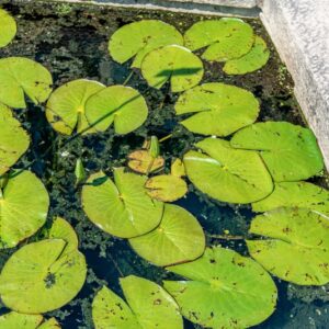 NYMPHEA CAERULEA, SAVIGNY, NYMPHAEACEAE, AFRICA TROPICALE - 1480