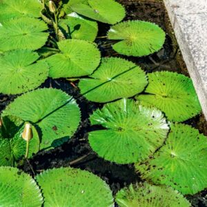 NYMPHEA LOTUS, L, NYMPHAEACEAE, AFRICA - 1482