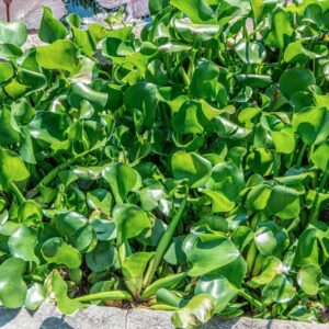 EICHHORNIA CRASSIPES, SOLMS LAUB, PONTEDERIACEAE, AMERICA TROPICALE - 1476