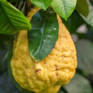 CEDRO GIGANTE - CITRUS MEDICA MAXIMA - 1298