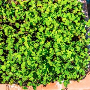 MARSILEA QUADRIFOLIA, L, MARSILEACEAE, EUROPA CENTO MERIDIONALE, ASIA - 1488