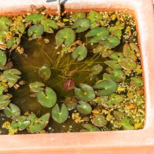 NYMPHAEA TETRAGONA GEORGI, NYMPHAEACEAE - 1492