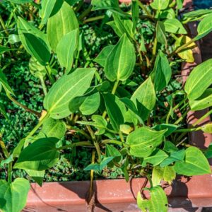 SAGITTARIA, SAGITTIFOLIA, L, ALKISMATACEAE, EUROPA ASIA - 1494