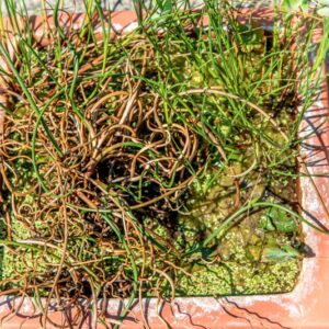 JUNCUS EFFUSUS, L, CV, SPIRALIS, JUNCACEAE, COSMOPOLITA - 1498