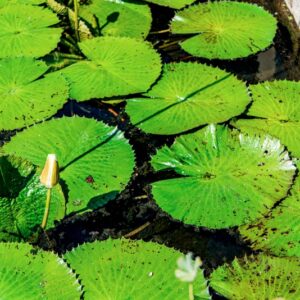 NYMPHEA LOTUS, L, NYMPHAEACEAE, AFRICA - 1500