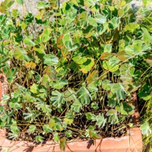 MARSILEA MACROCARPA, C, I, MARSILEACEAE, AFRICA MERIDIONALE - 1496