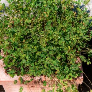 MARSILEA STRIGOSA, WILLD, MARSILEACEAE, AFRICA DEL SUD - 1502
