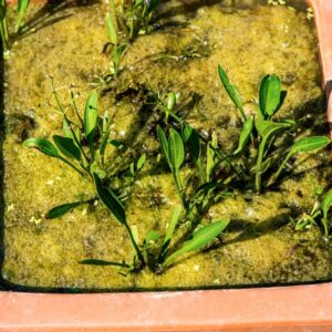 SAGITTARIA GRAMINEA, MINCHX, ALISMATACEAE, AMERICA SETTENTRIONALE - 1504