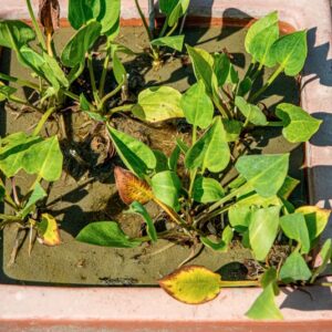 ALISMA PLANTAGO AQUATICA, L, ALISMATACEAE, COSMOPOLITA - 1508