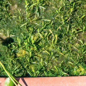 SAGITTARIA TERES, S, WATS, ALISMATACEAE, AMERICA BOREALE - 1512