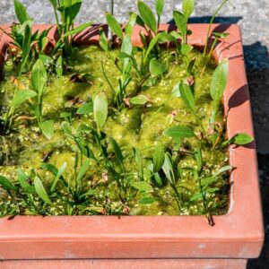 SAGITTARIA PLATYPHYLLA, J G S , ALISMATACEAE, AMERICA DEL SUD - 1514