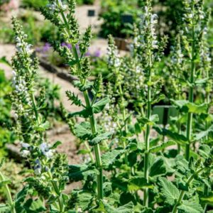 SALVIA DESOLEANA, A - V P, LAMIACEAE - 1518