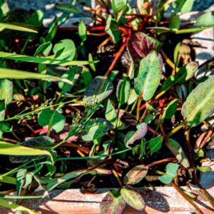 ANEMOPSIS CALIFORNICA, NUTT, HOOK &AMP; ARN, SAURURACEAE, AMERICA MERIDIONALE OCCIDENTALE - 1516