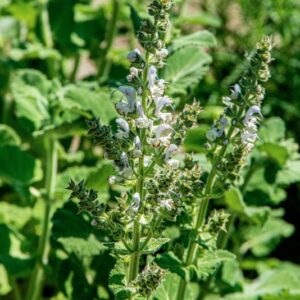 SALVIA DESOLEANA, A - V P, LAMIACEAE - 1519