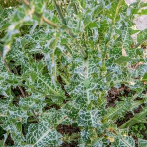 SILYBUM MARIANUM, GAERTN, ASTERACEAE - 1523