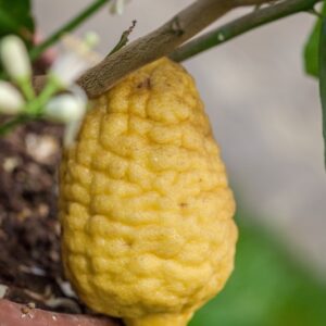 CEDRO GIGANTE - CITRUS MEDICA MAXIMA - 1297