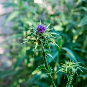 SILYBUM MARIANUM, GAERTN, ASTERACEAE - 1522