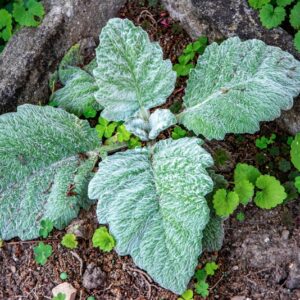 SALVIA ARGENTEA, L, LAMIACEAE, REGIONI MEDITERRANEE - 1529