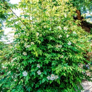 ROSA MOYESII, HEMSL, ROSACEAE, CINA, CHINA - 1532