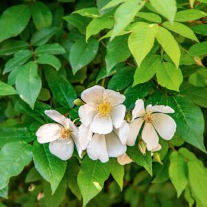 ROSA MOYESII, HEMSL, ROSACEAE, CINA, CHINA - 1533