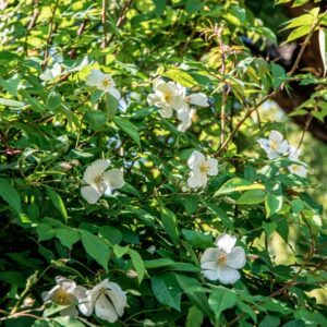 ROSA MOYESII, HEMSL, ROSACEAE, CINA, CHINA - 1534