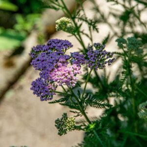 ACHILLEA SUBSPECIE STRICTA, ASTERACEAE, ALPI ORIENTALI, CARPAZI - 1536