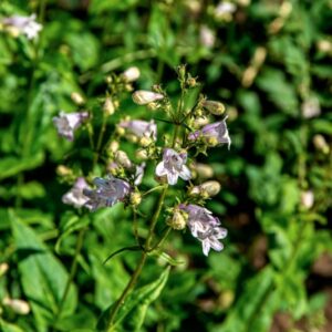 PENSTEMON COBAEA, NUTT, PLANTAGINACEAE, AMERICA SETTENTRIONALE - 1538