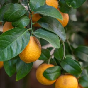 LIMONE VOLKAMERIANO - CITRUS VOLKAMERIANA - RUTACEAE - 1300