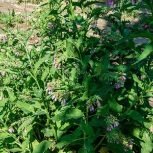 SYMPHYTUM OFFICINALE, L, BORAGINACEAE, EUROPA, ASIA - 1540