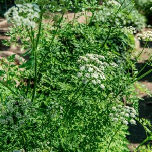 OENANTHE CROCATA, L, APIACEAE, MAROCCO - 1543