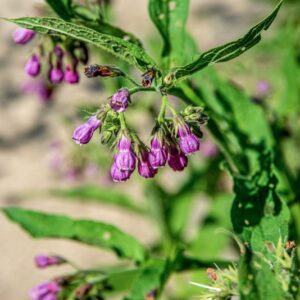 SYMPHYTUM OFFICINALE, L, BORAGINACEAE, EUROPA, ASIA -1541