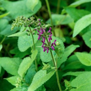 STACHYS SYLVATICA, L, LAMIACEAE, EUROPA, ASIA - 1548