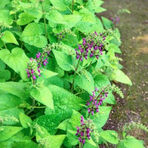 STACHYS SYLVATICA, L, LAMIACEAE, EUROPA, ASIA - 1547
