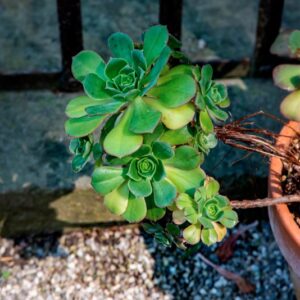 AEONIUM GOMERENSE, PRAEGER, CRASSULACEAE - 1553