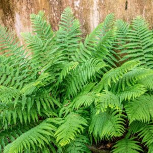DRYOPTERIS FILIX-MAS, SCHOTT, DRYOPTERIDACEAE, REGIONI BOREALI TEMPERATE