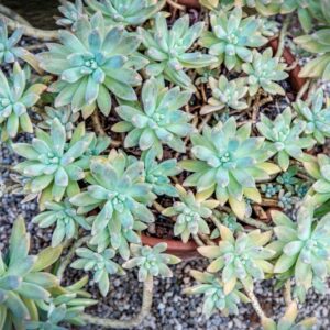 X PACHYVERIA HAAGEI, HORT, CRASSULACEAE, IBRIDO ORTICOLO
