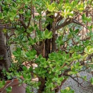 CRASSULA OBLIQUA, SOLAND,  AFRICA AUSTRALE, CRASSULACEAE - 1561