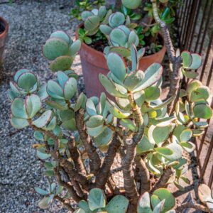CRASSULA ARBORESCENS, WILD, CRASSULACEAE - 1563