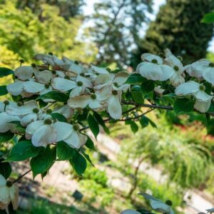 CORNUS FLORIDA, CORNACEAE - 1569