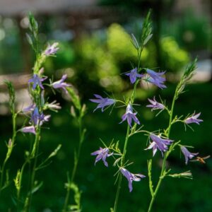 CAMPANULA RAPUHCULUS, L, CAMPANULACEAE, EUROPA, ASIA OCCIDENTALI, AFRICA DEL SUD - 1566