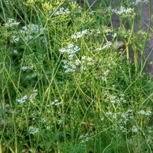 CARUM CARVI, L, APIACEAE, EUROPA, ASIA CENTRO OCCIDENTALE - 1573