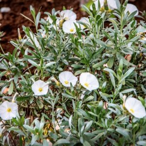 CONVOLVULUS CNEORUM, L, CONVOLVULACEAE, REGIONI MEDITERRANEE - 1571